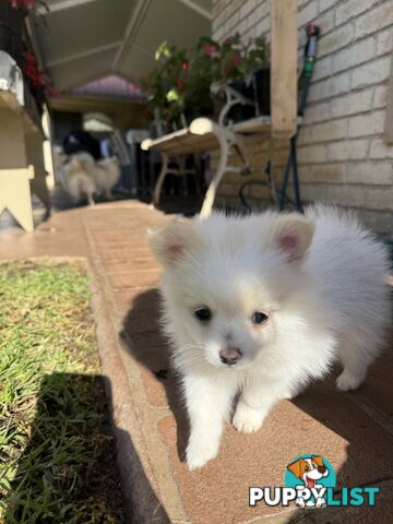 Pure bred Pomeranian