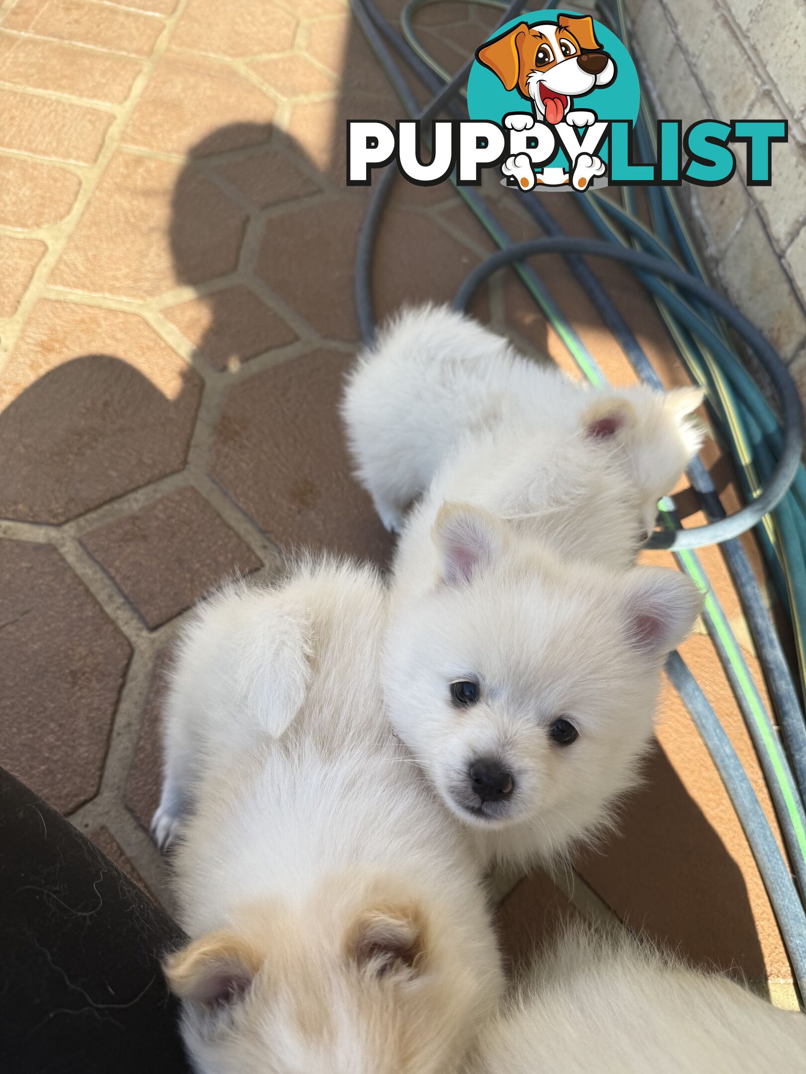 Pure bred Pomeranian
