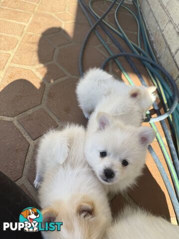Pure bred Pomeranian