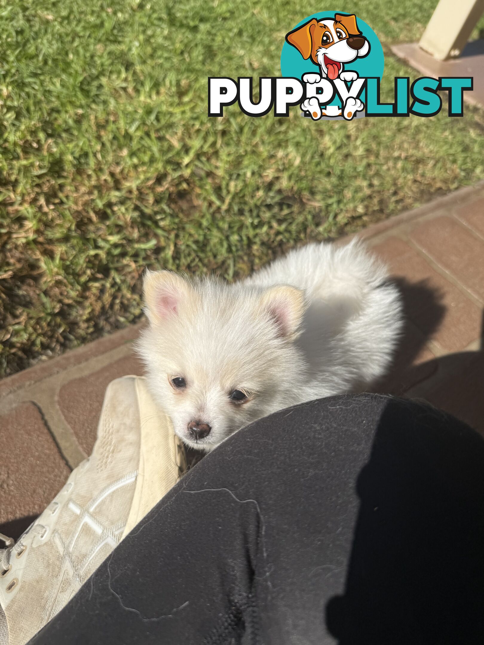 Pure bred Pomeranian
