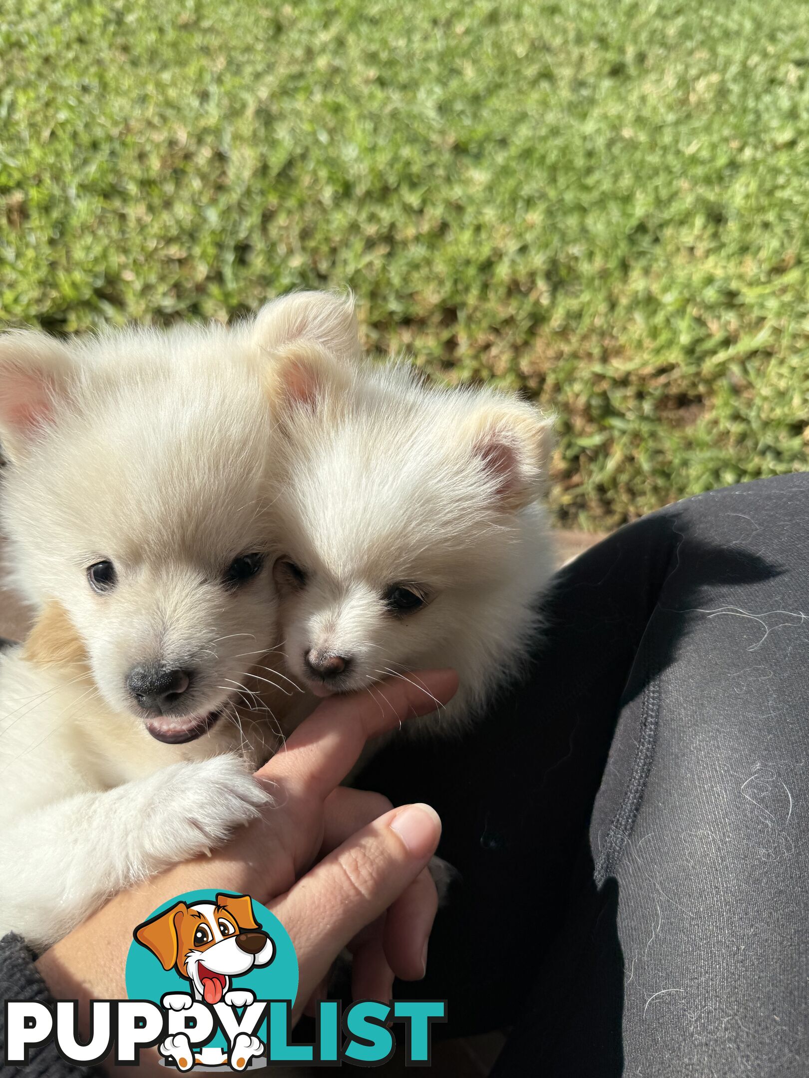 Pure bred Pomeranian