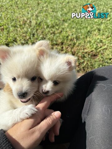 Pure bred Pomeranian