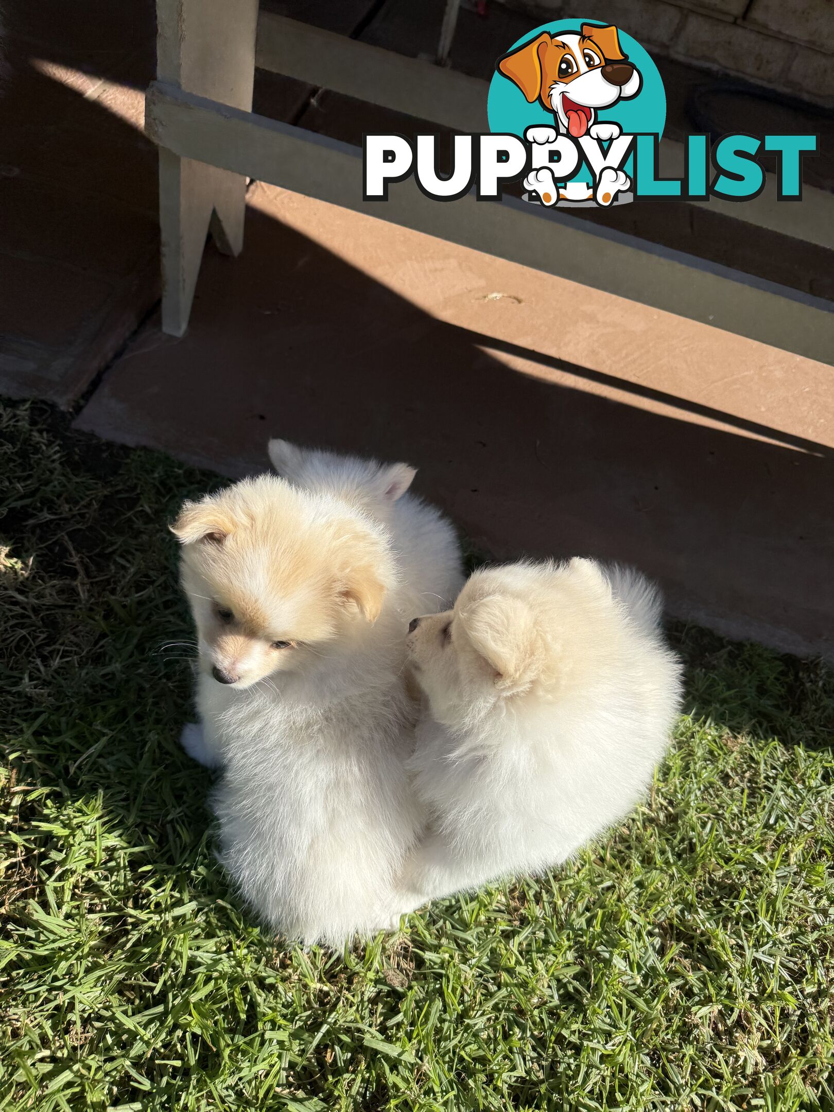 Pure bred Pomeranian