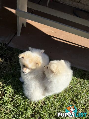 Pure bred Pomeranian