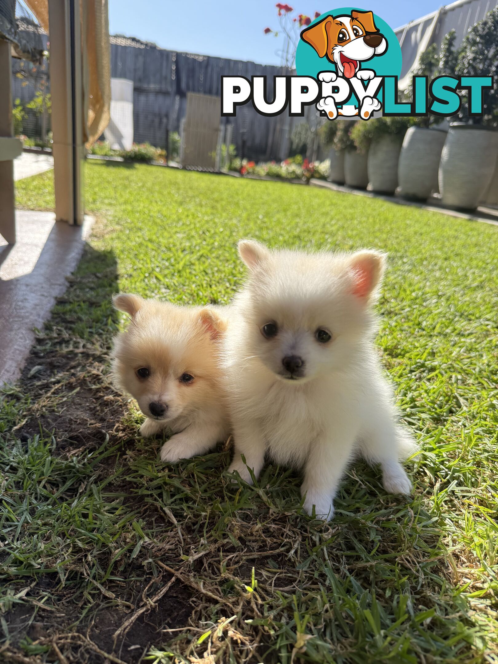 Pure bred Pomeranian