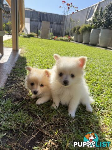 Pure bred Pomeranian