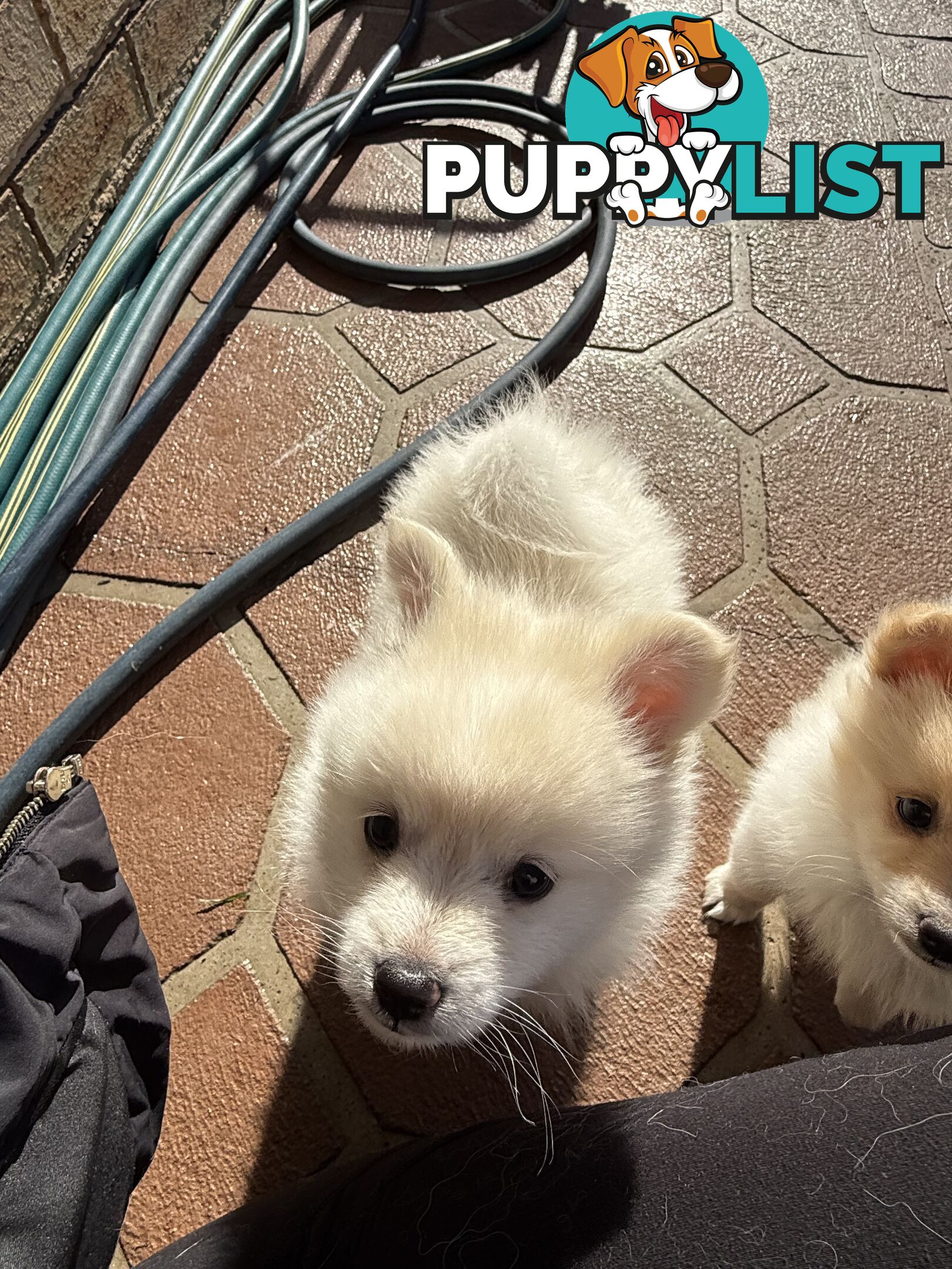 Pure bred Pomeranian