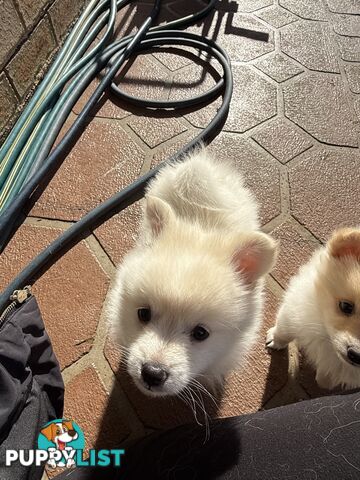 Pure bred Pomeranian