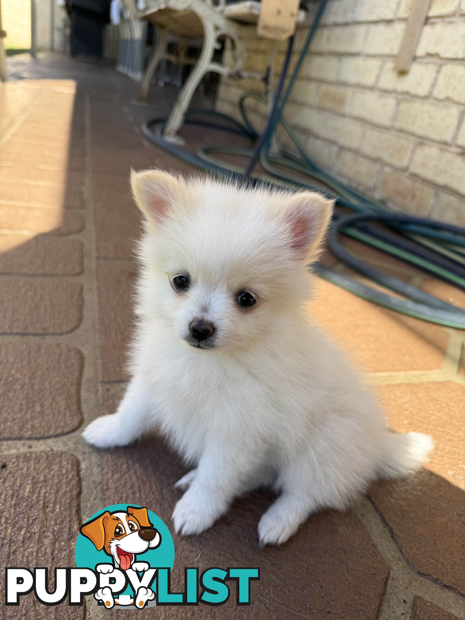 Pure bred Pomeranian