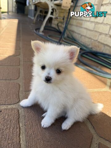 Pure bred Pomeranian