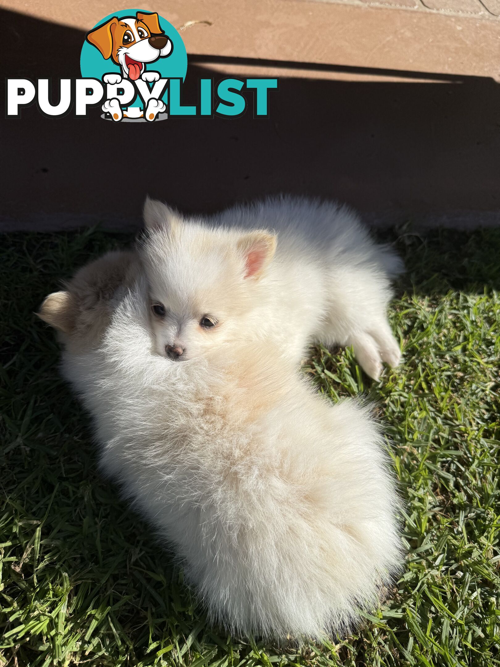Pure bred Pomeranian