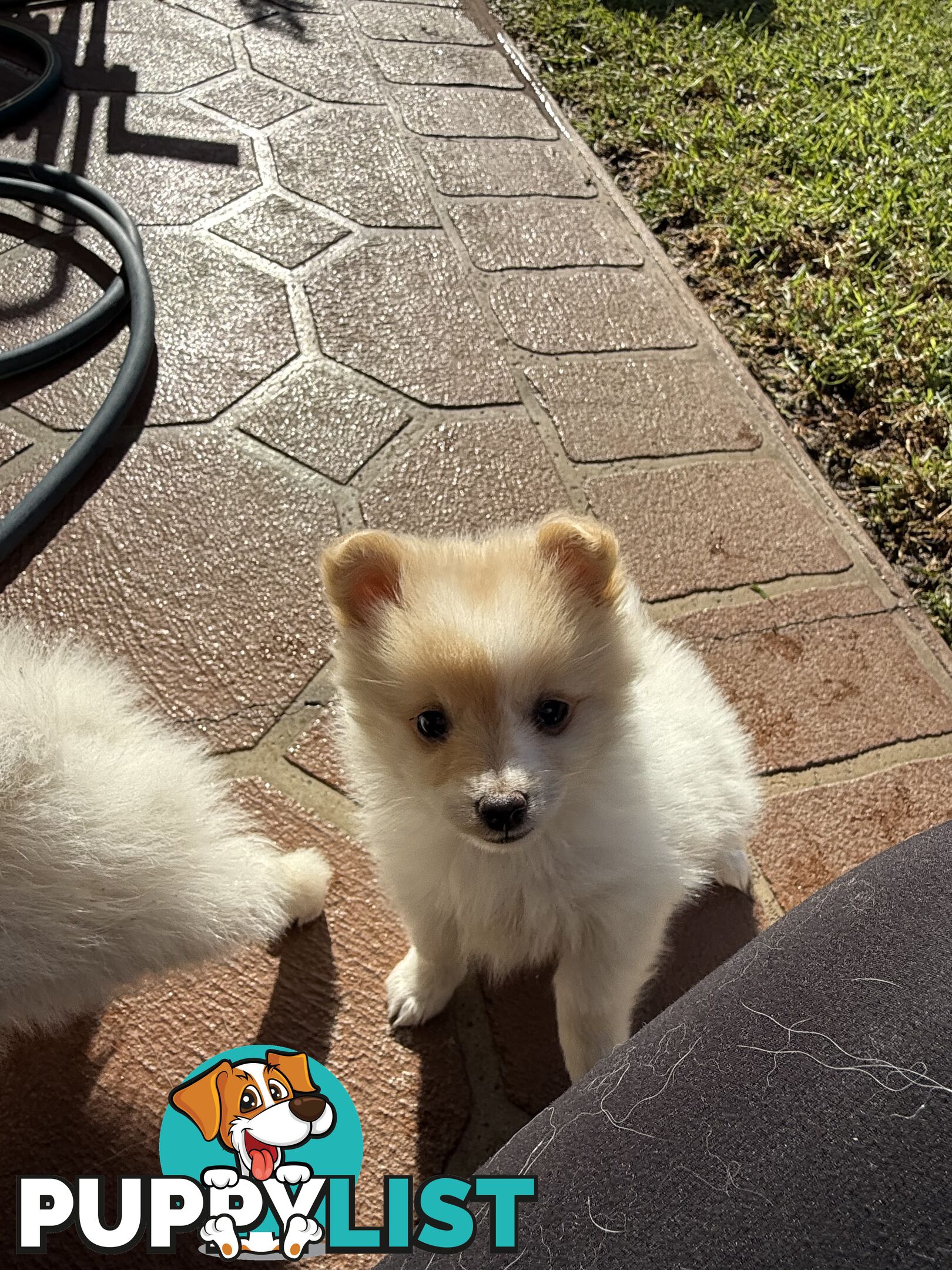 Pure bred Pomeranian