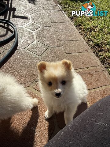Pure bred Pomeranian
