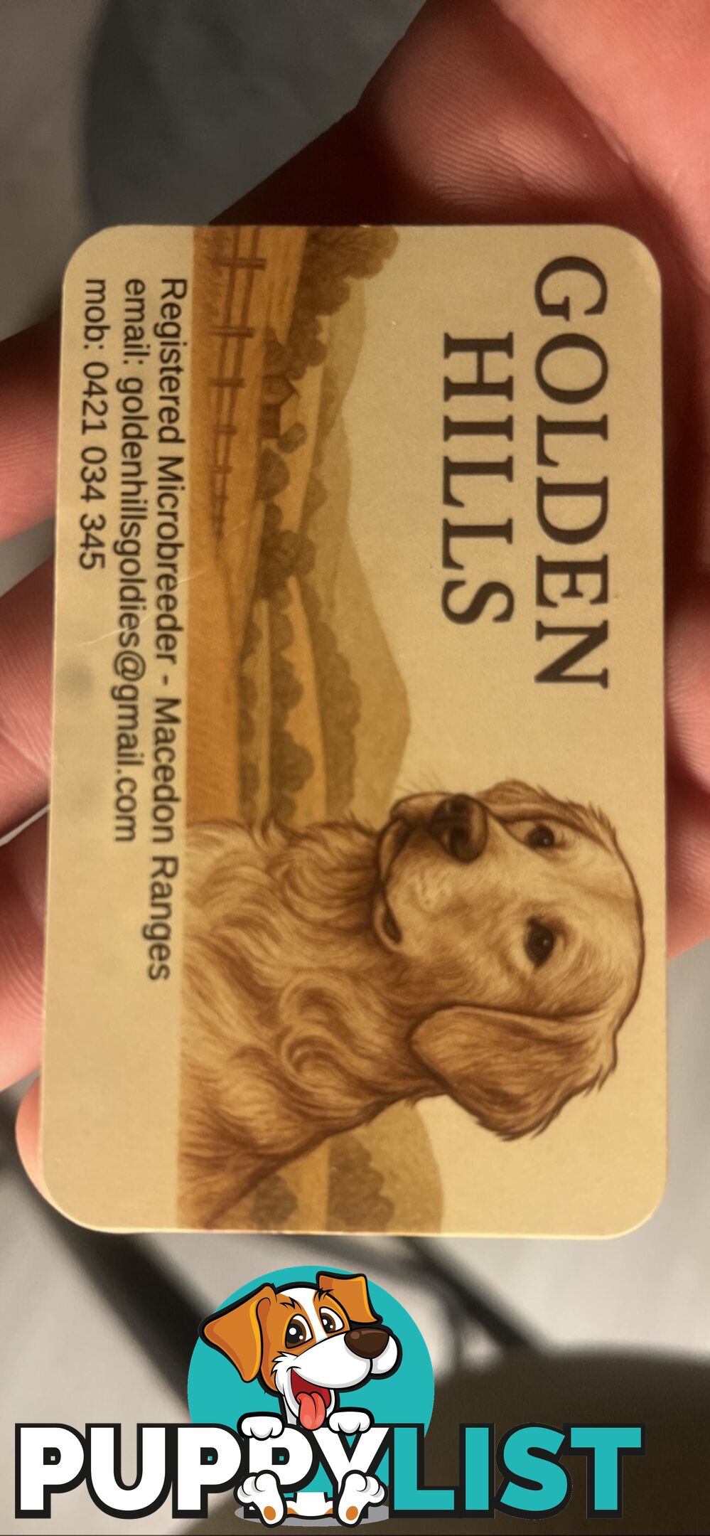 Golden Retriever Puppies (ready from August 10)