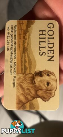 Golden Retriever Puppies (ready from August 10)