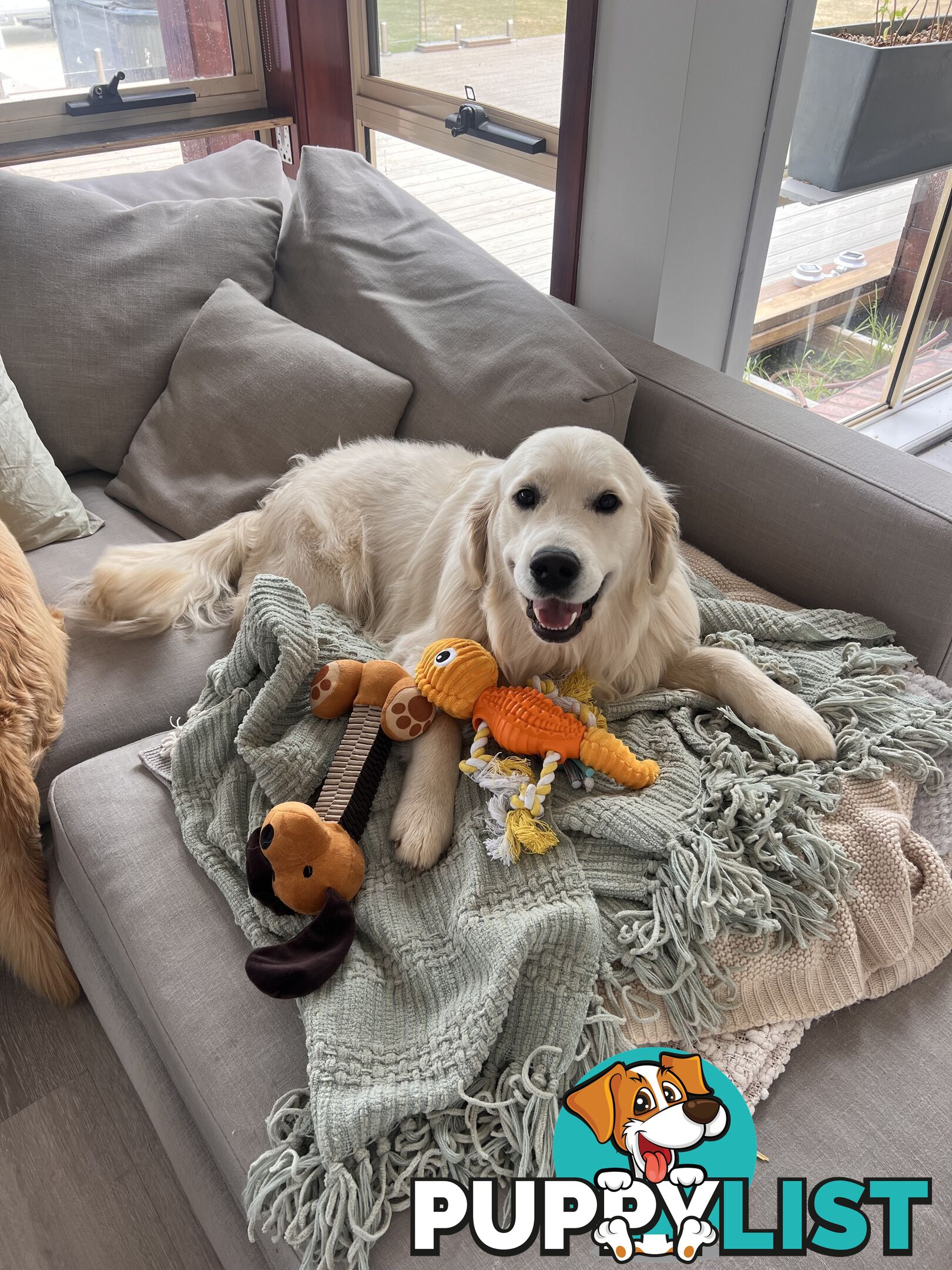 Golden Retriever Puppies (ready from August 10)
