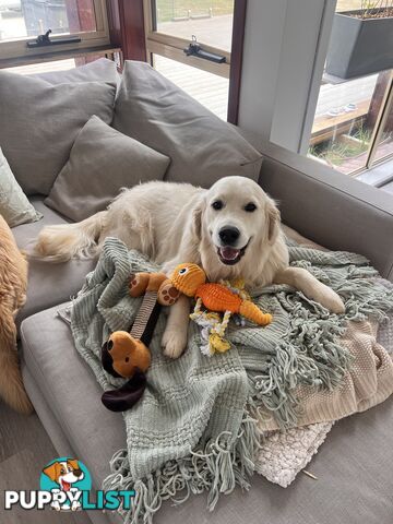 Golden Retriever Puppies (ready from August 10)