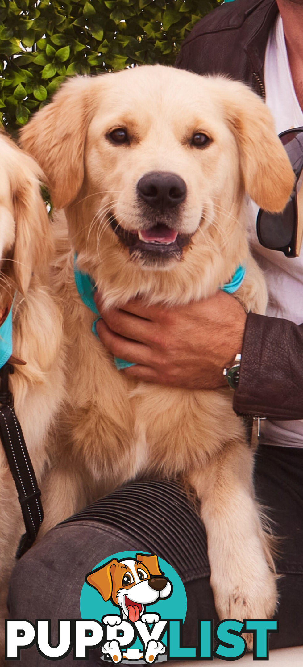 Golden Retriever Puppies (ready from August 10)