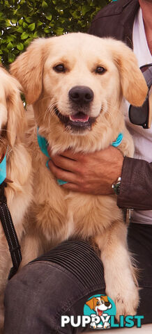 Golden Retriever Puppies (ready from August 10)