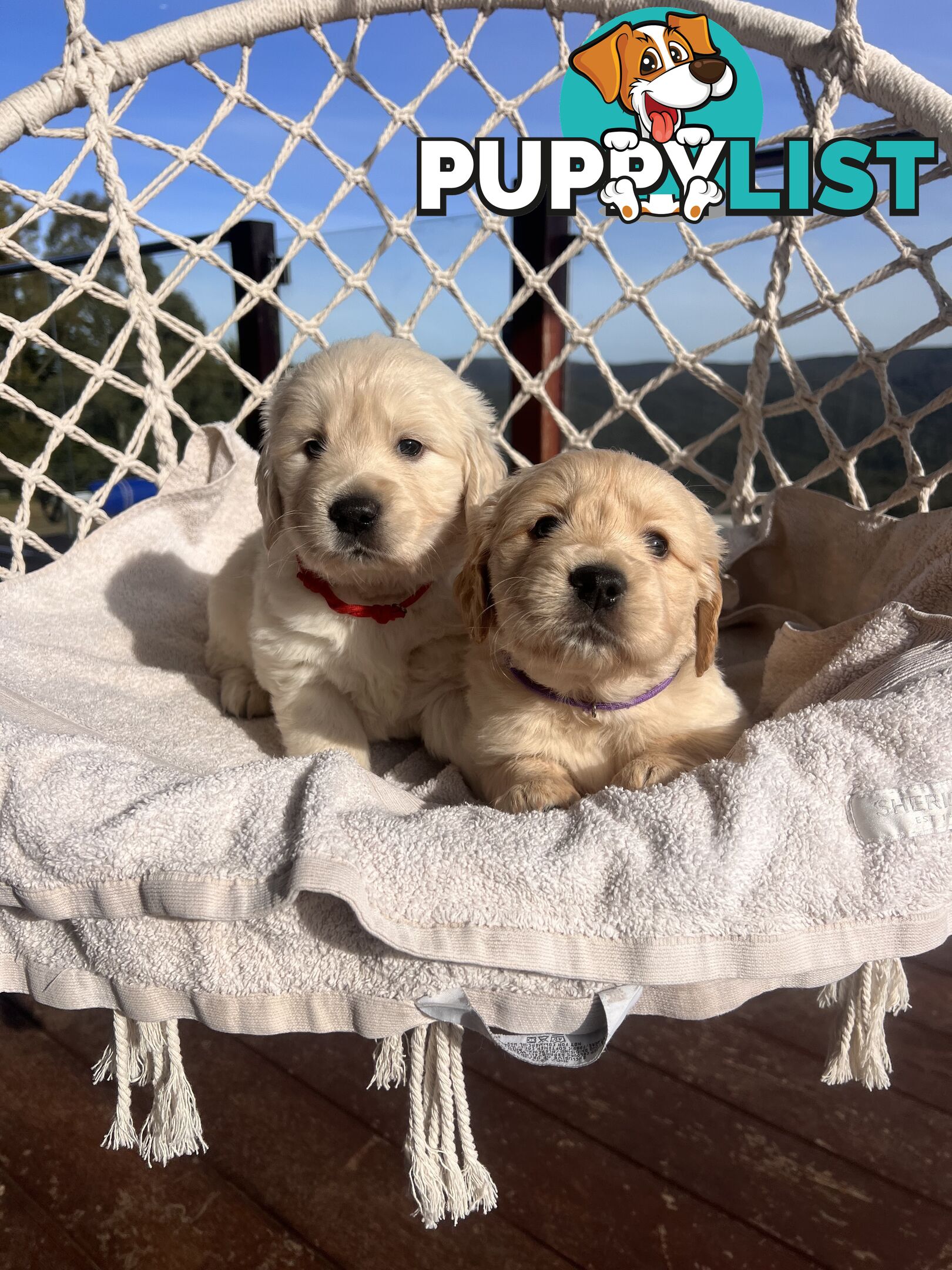 Golden Retriever Puppies (ready from August 10)