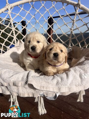 Golden Retriever Puppies (ready from August 10)