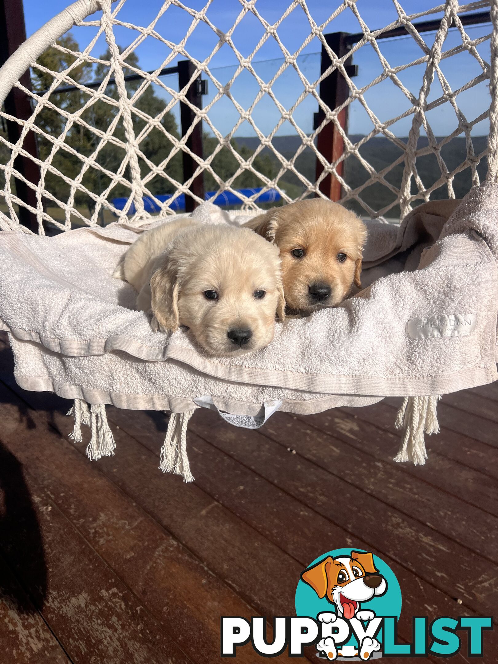 Golden Retriever Puppies (ready from August 10)