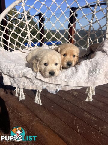 Golden Retriever Puppies (ready from August 10)