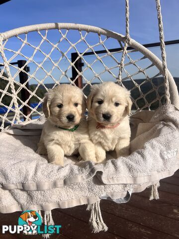 Golden Retriever Puppies (ready from August 10)