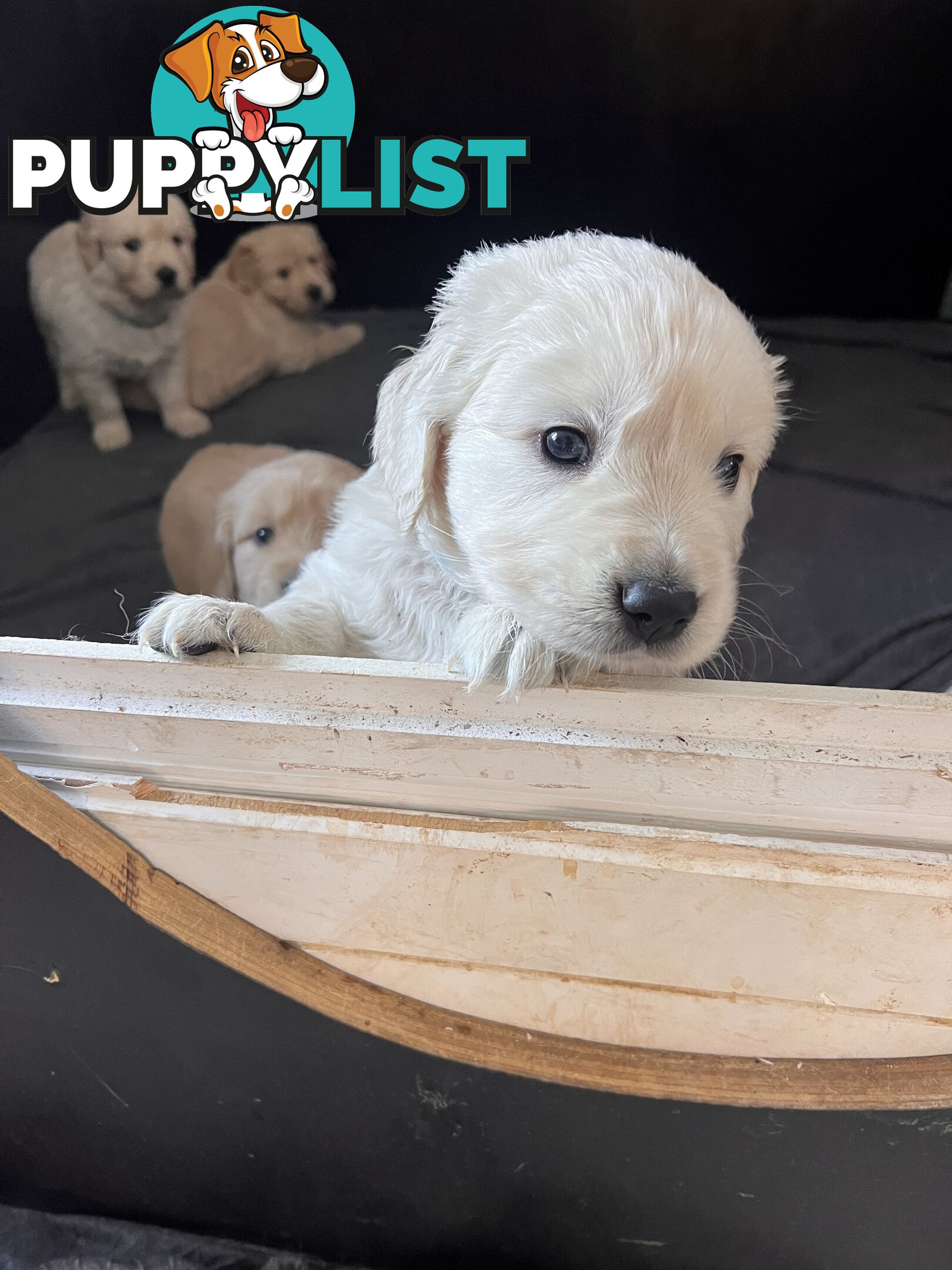 Golden Retriever Puppies (ready from August 10)