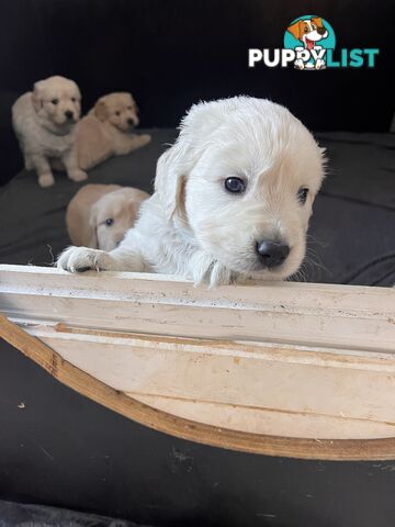 Golden Retriever Puppies (ready from August 10)