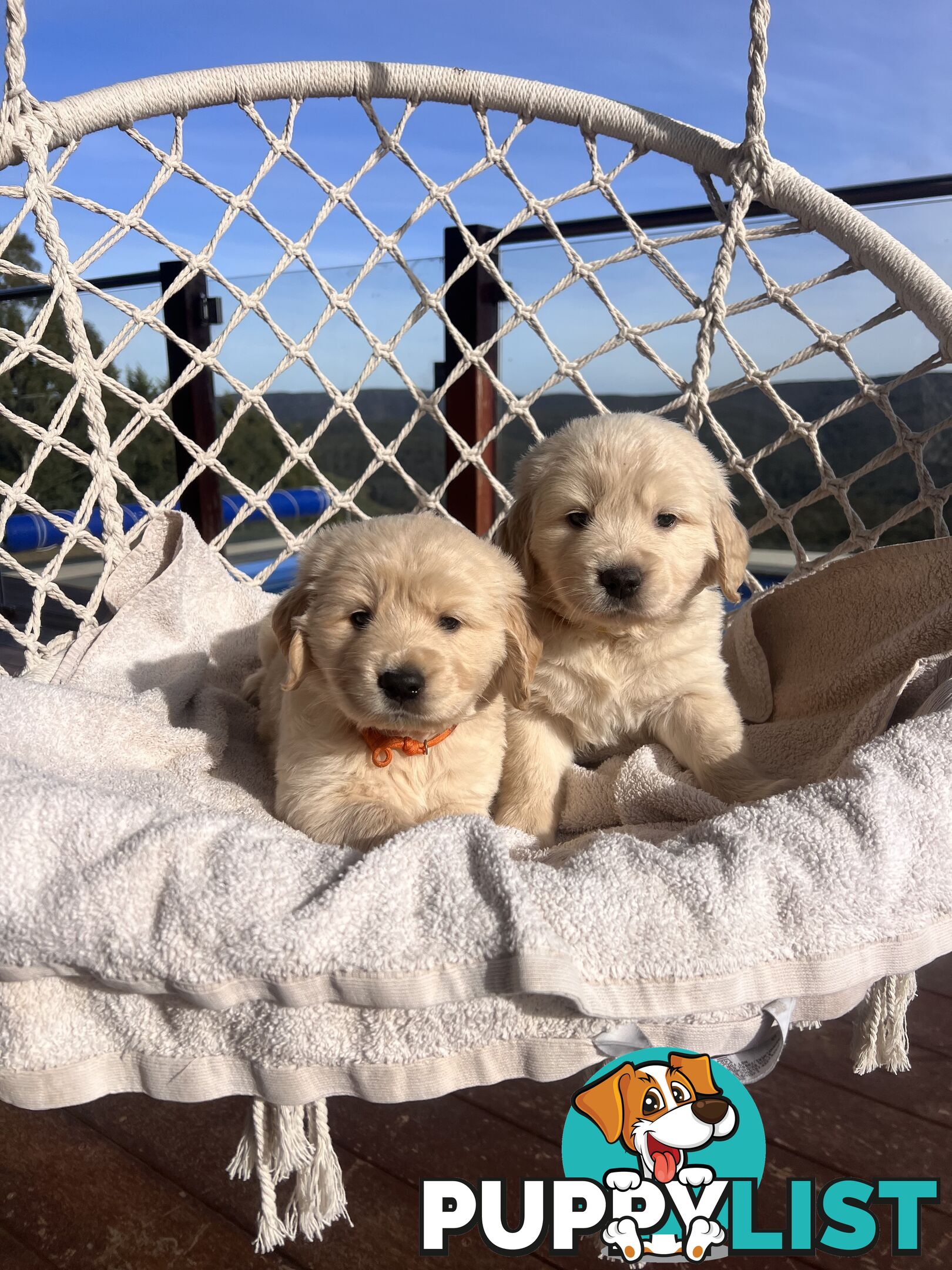 Golden Retriever Puppies (ready from August 10)