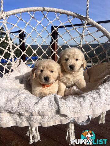 Golden Retriever Puppies (ready from August 10)
