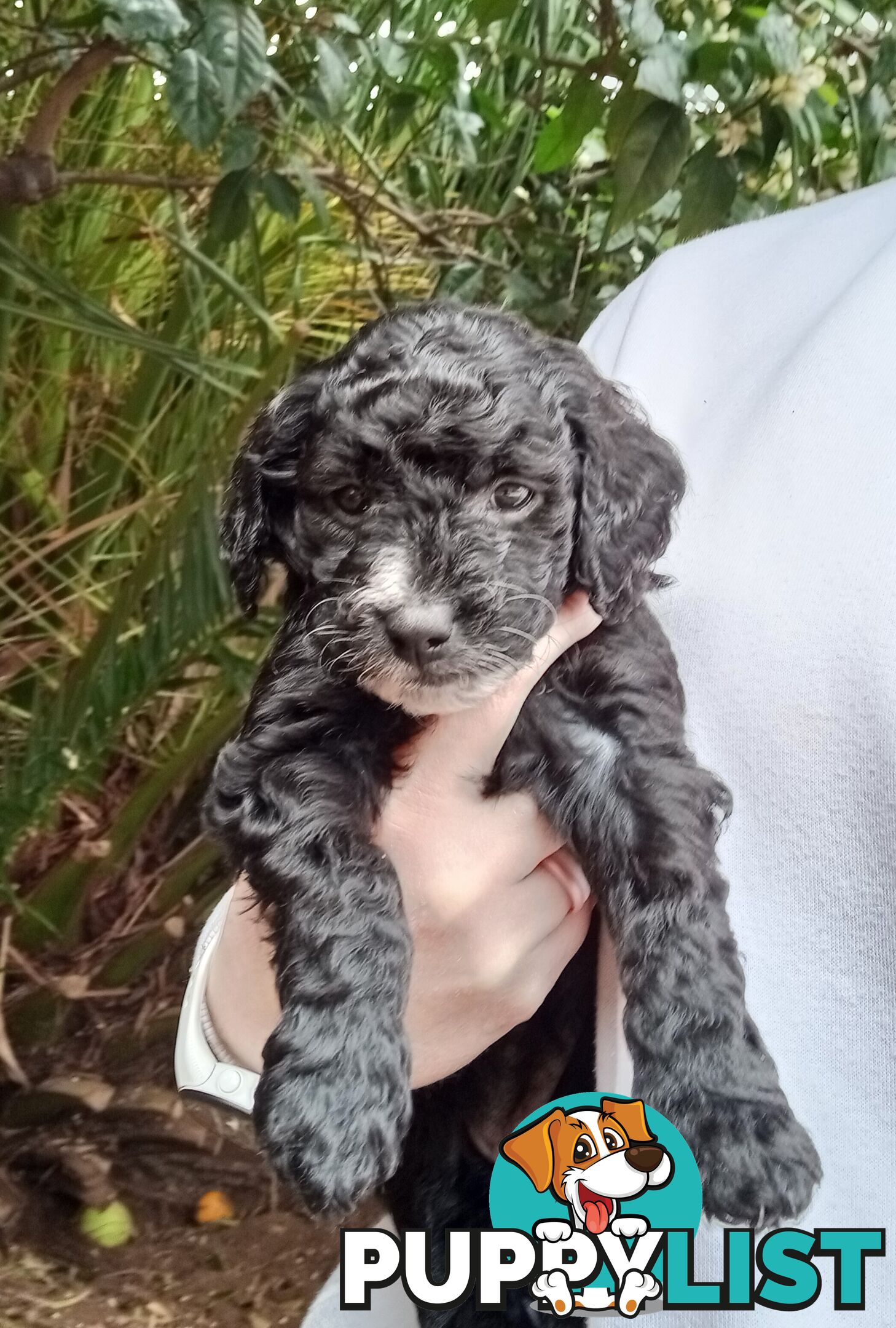 Spoodle Puppies Available Early October