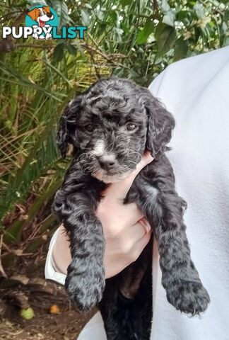 Spoodle Puppies Available Early October