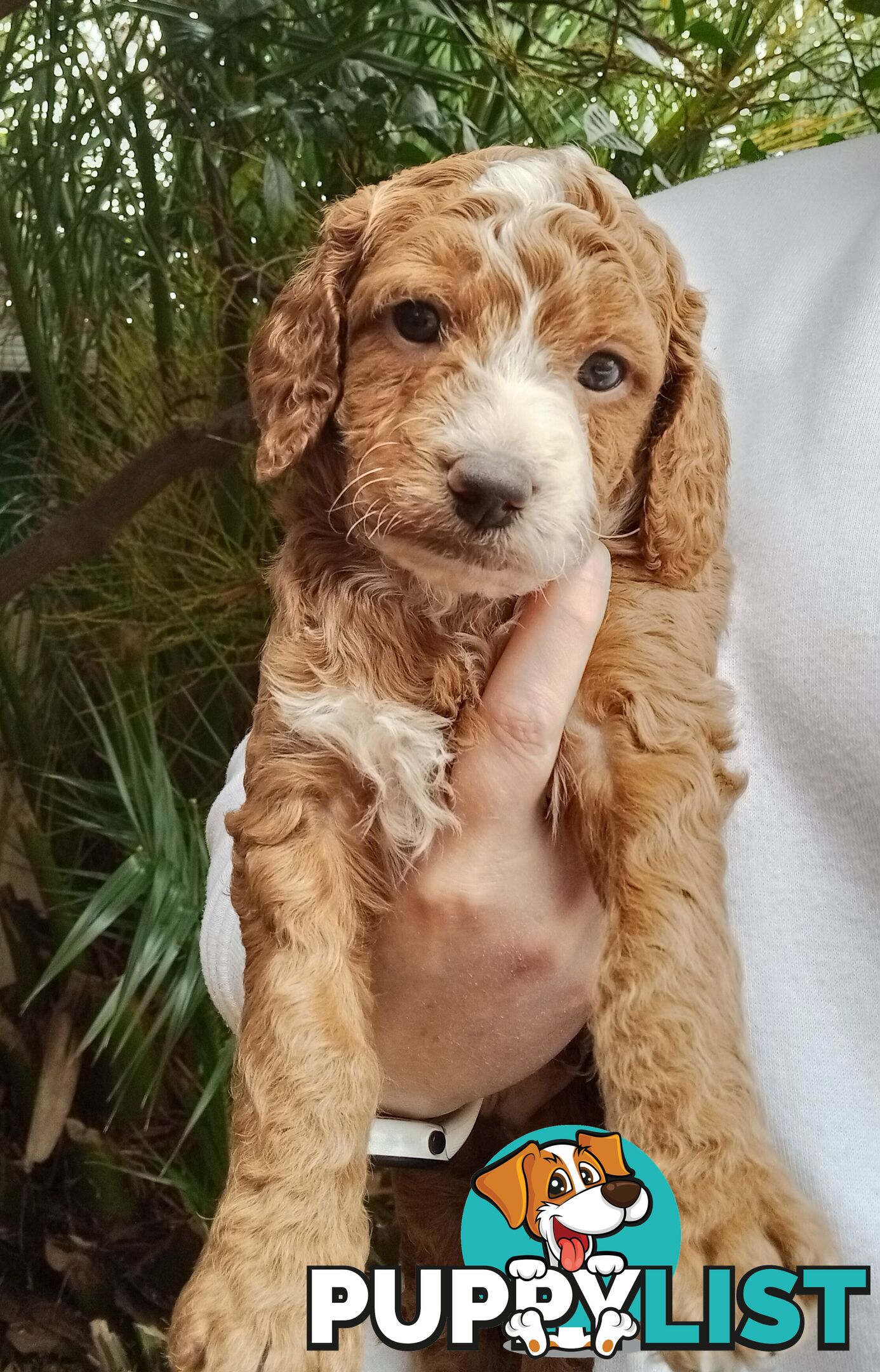 Spoodle Puppies Available Early October