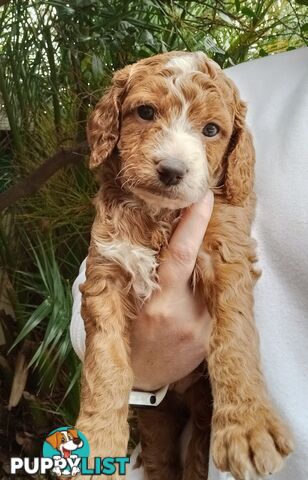 Spoodle Puppies Available Early October