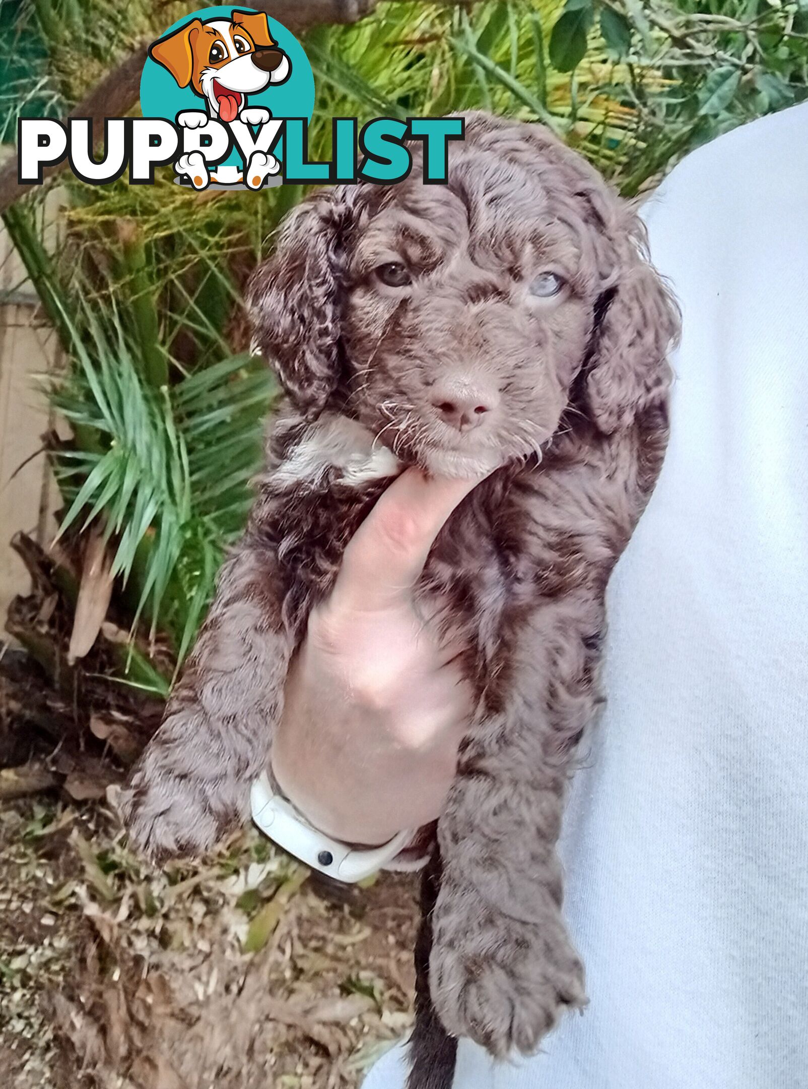 Spoodle Puppies Available Early October