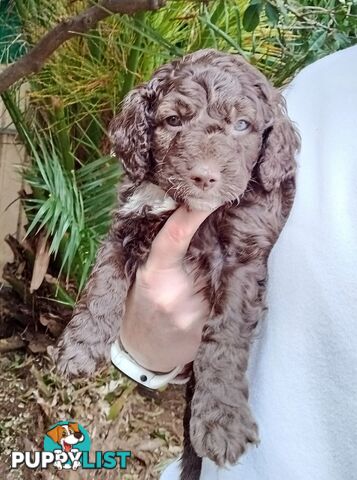 Spoodle Puppies Available Early October