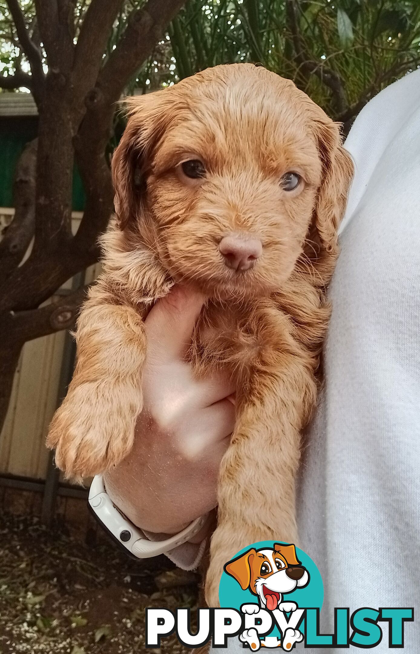 Spoodle Puppies Available Early October