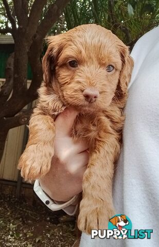 Spoodle Puppies Available Early October