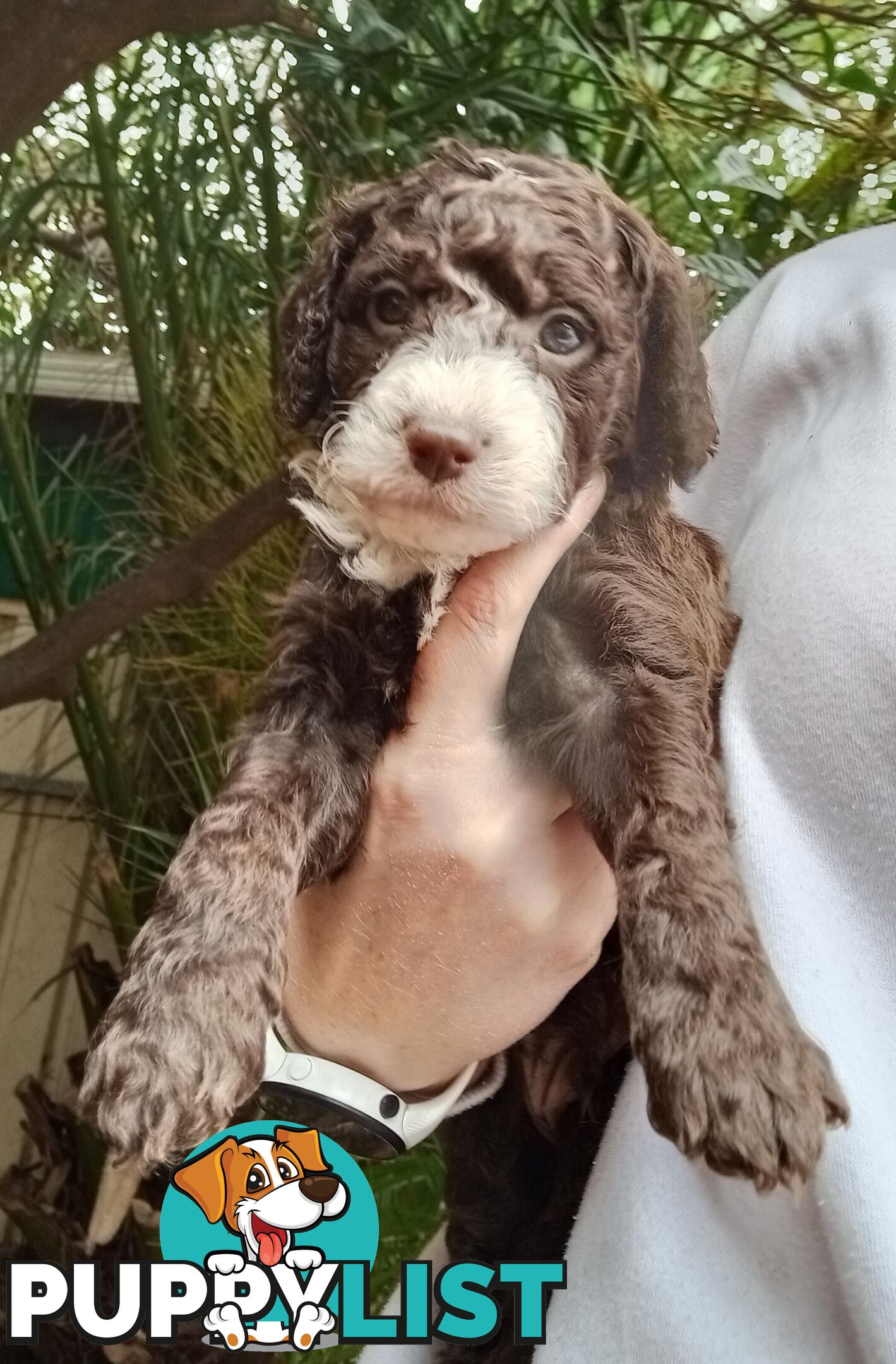 Spoodle Puppies Available Early October