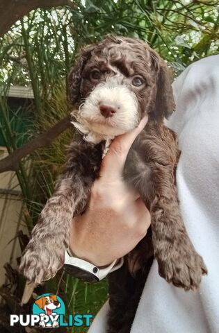 Spoodle Puppies Available Early October