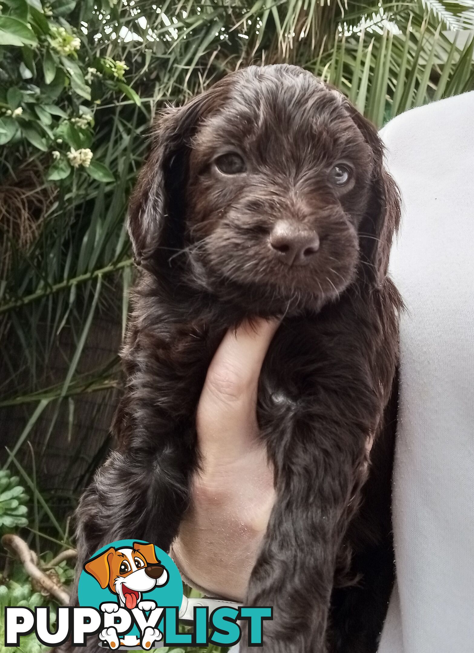 Spoodle Puppies Available Early October