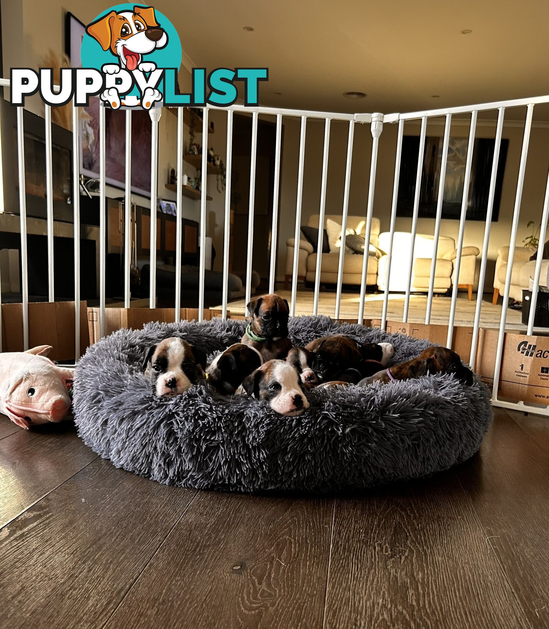 Purebred Boxer Puppies