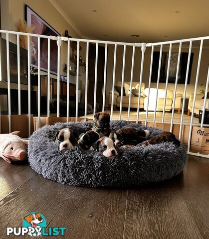 Purebred Boxer Puppies