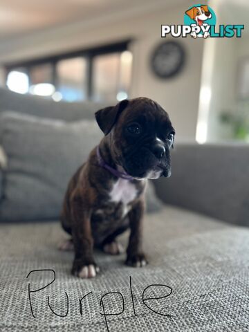 Purebred Boxer Puppies