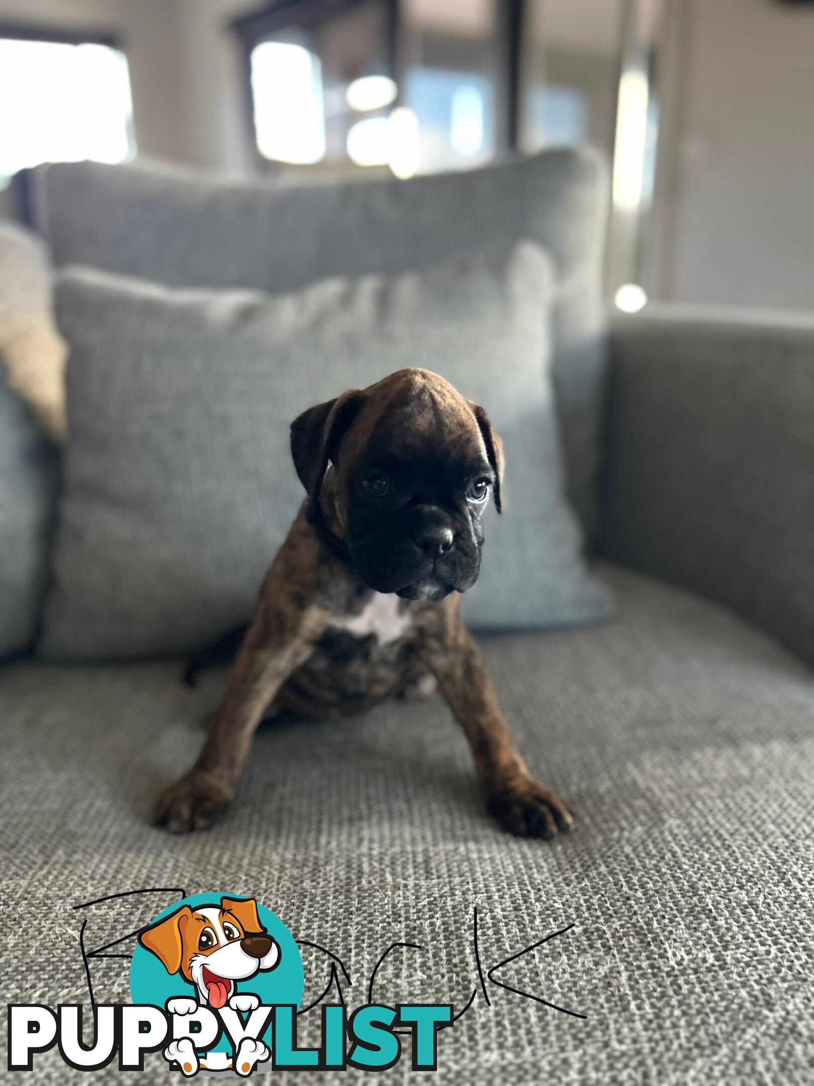 Purebred Boxer Puppies