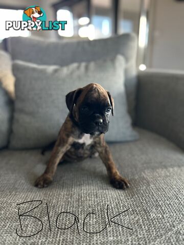 Purebred Boxer Puppies