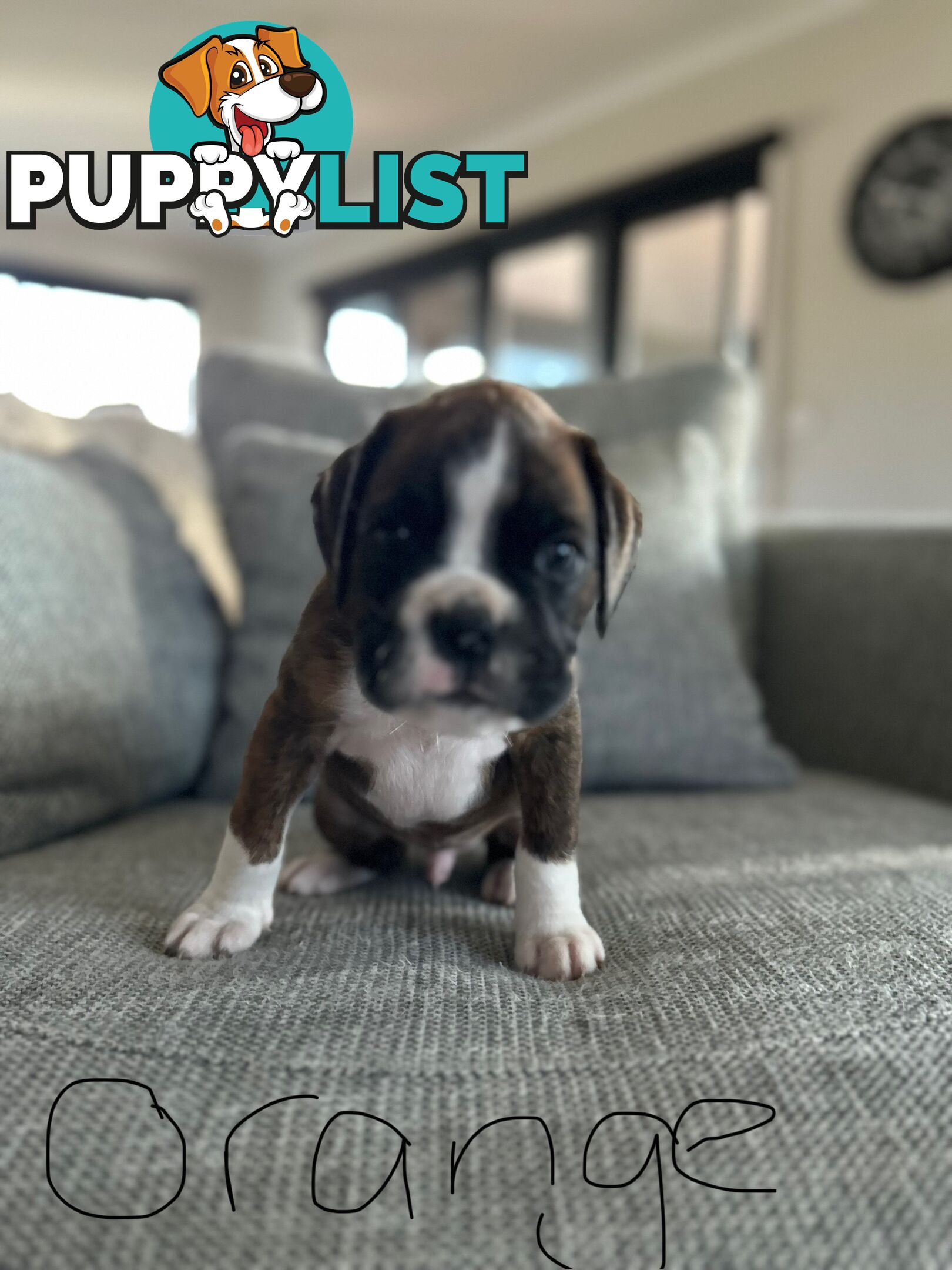 Purebred Boxer Puppies