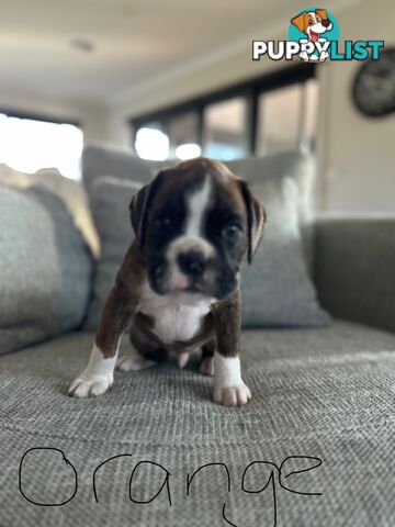 Purebred Boxer Puppies